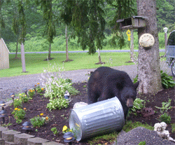 bear eating garbage